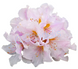Rhododendron Alb