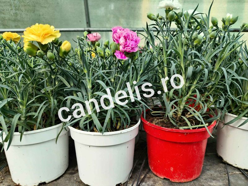 Garofiță Parfumată Dianthus Mov