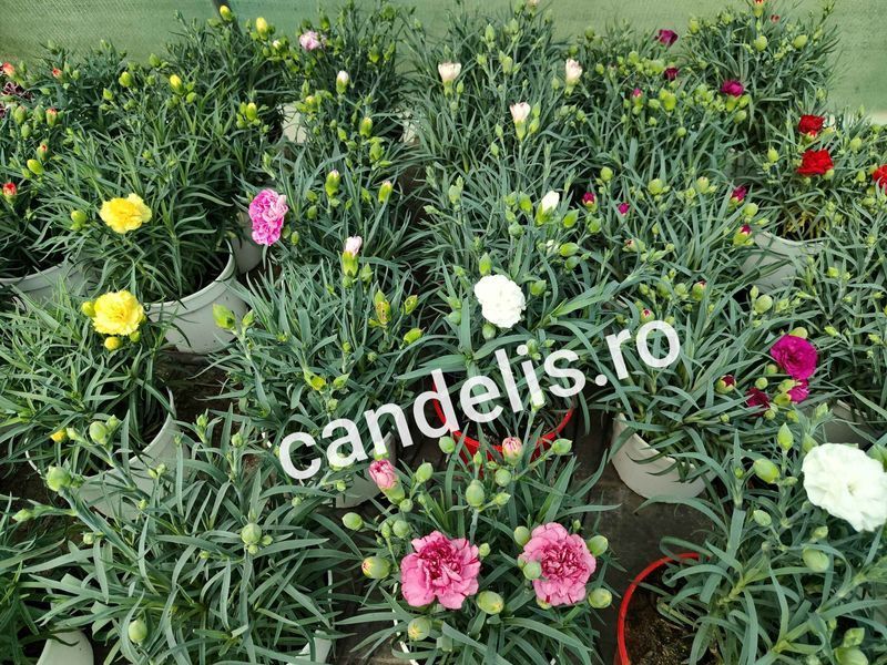 Garofiță Parfumată Dianthus Mov