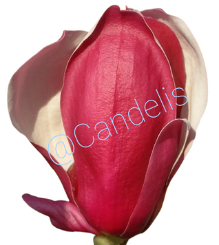 Magnolia Burgundy