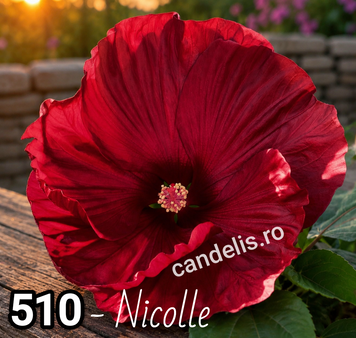 Nicolle - Rasad Hibiscus de Gradina Floare Uriasa