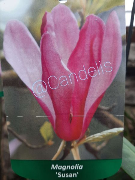 Magnolia Susan