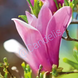 Magnolia Susan