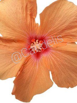Trandafir Japonez Hibiscus Portocaliu cu Roz Simplu