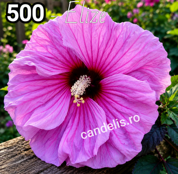 Elize - Rasad Hibiscus de Gradina Floare Uriasa