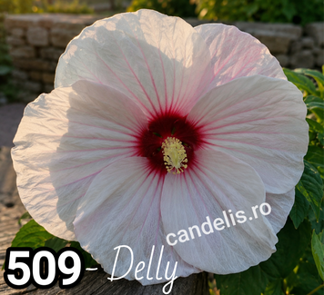 Delly - Rasad Hibiscus de Gradina Floare Uriasa