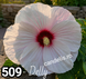 Delly - Rasad Hibiscus de Gradina Floare Uriasa