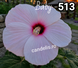 Baby - Rasad Hibiscus de Gradina Floare Uriasa