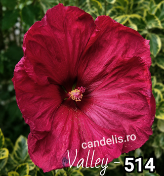 Valley - Rasad Hibiscus de Gradina Floare Uriasa