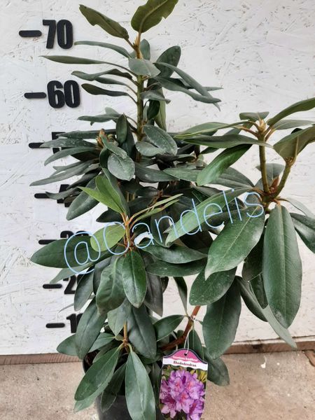 Rhododendron Lilac