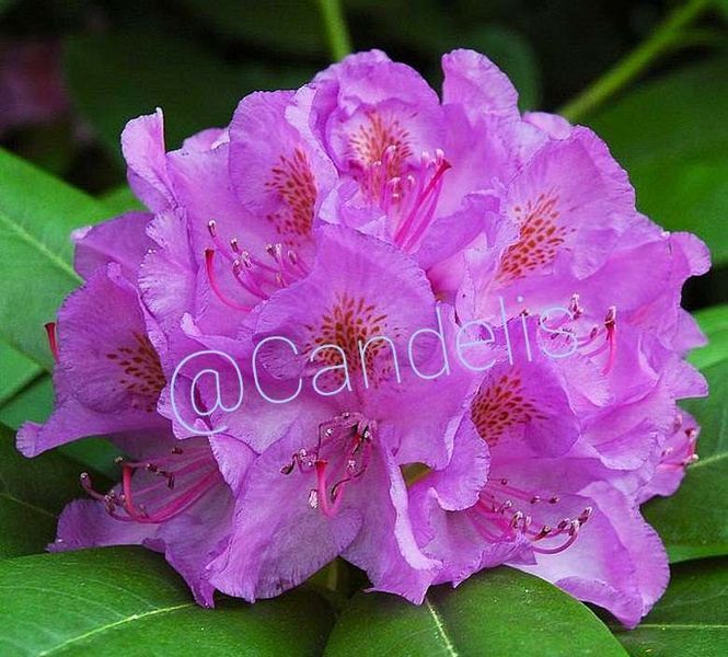 Rhododendron Lilac