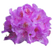 Rhododendron Lilac
