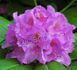 Rhododendron Lilac