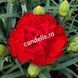 Garofiță Parfumată Dianthus Roșie