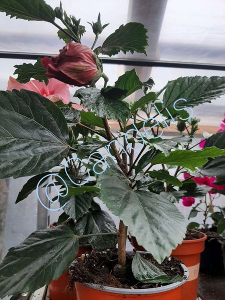 Trandafir Japonez Hibiscus Rosu Dublu