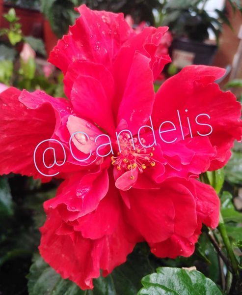 Trandafir Japonez Hibiscus Rosu Dublu