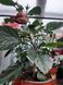 Trandafir Japonez Hibiscus Rosu Dublu