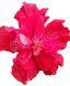 Trandafir Japonez Hibiscus Rosu Dublu