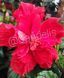 Trandafir Japonez Hibiscus Rosu Dublu