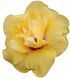 Trandafir Japonez Hibiscus Galben Dublu