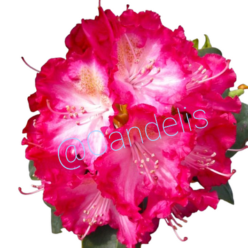Rhododendron Roz cu Alb