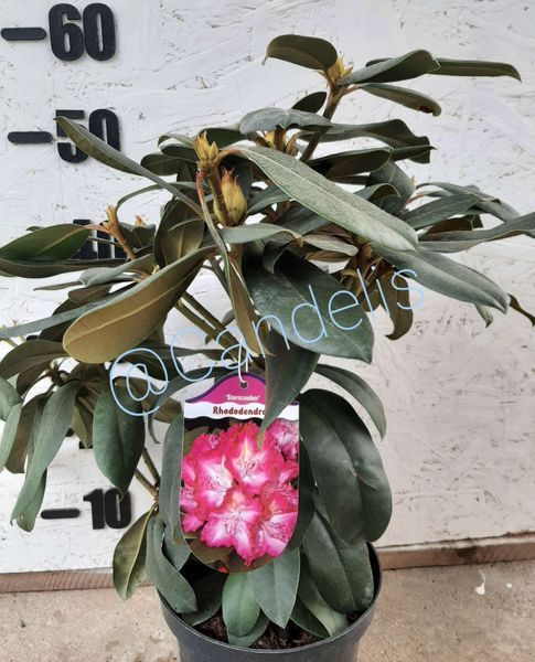 Rhododendron Roz cu Alb