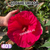 Hibiscus Floare Uriasa - comanda minima 5 ghivece pentru rasaduri