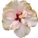 Trandafir Japonez Hibiscus Alb Dublu