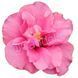 Trandafir Japonez Hibiscus Roz Dublu
