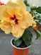 Trandafir Japonez Hibiscus Apollo Dublu