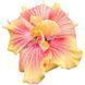 Trandafir Japonez Hibiscus Apollo Dublu