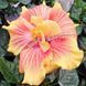 Trandafir Japonez Hibiscus Apollo Dublu