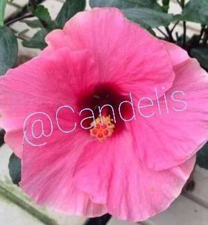 Trandafir Japonez Hibiscus Roz Simplu