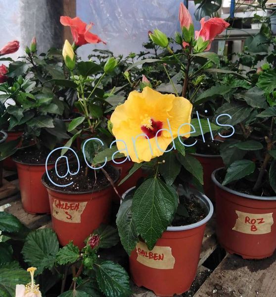 Trandafir Japonez Hibiscus Roz Simplu