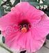 Trandafir Japonez Hibiscus Roz Simplu