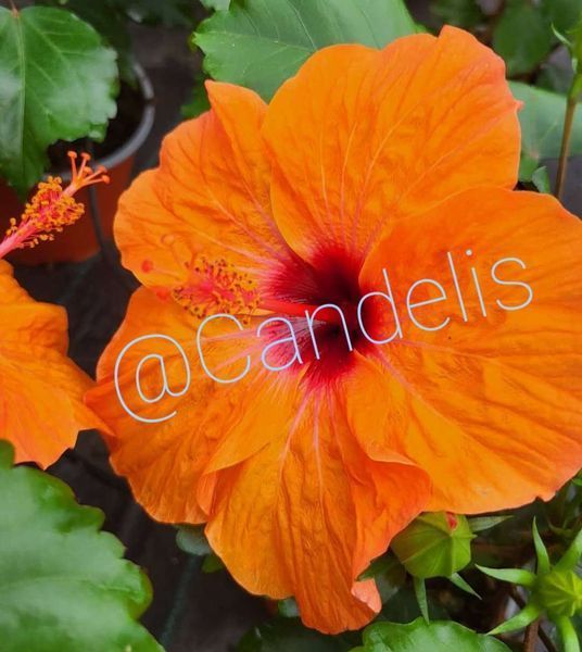 Trandafir Japonez Hibiscus Portocaliu Simplu