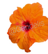 Trandafir Japonez Hibiscus Portocaliu Simplu