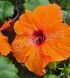 Trandafir Japonez Hibiscus Portocaliu Simplu
