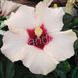 Trandafir Japonez Hibiscus Alb cu mov Simplu