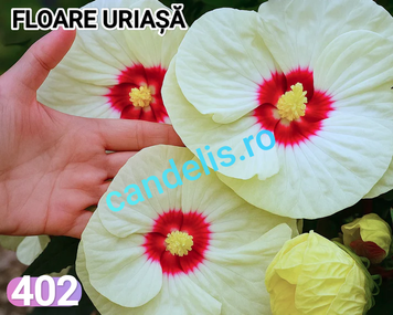 Hibiscus de Gradina Floare Uriasa Alb-Galben Cremos