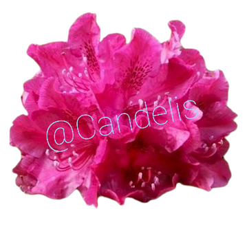 Rhododendron Cyclamen
