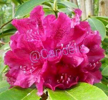 Rhododendron Cyclamen