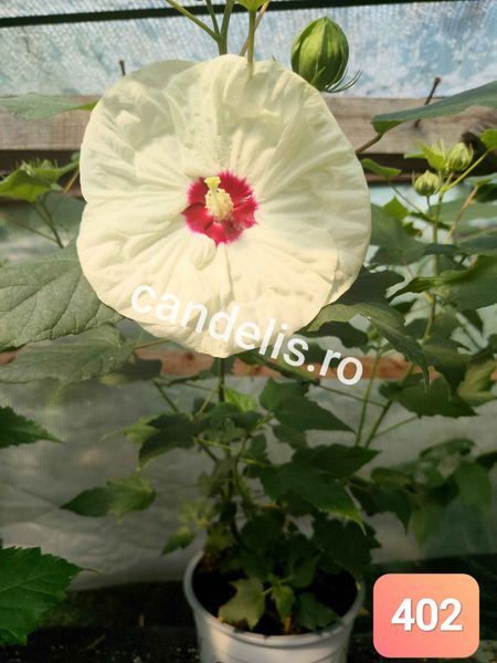 Hibiscus de Gradina Floare Uriasa Alb-Galben Cremos