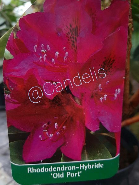Rhododendron Cyclamen