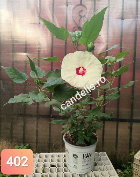 Hibiscus de Gradina Floare Uriasa Alb-Galben Cremos