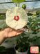 Hibiscus de Gradina Floare Uriasa Alb-Galben Cremos