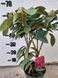 Rhododendron Cyclamen