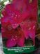 Rhododendron Cyclamen