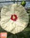 Hibiscus de Gradina Floare Uriasa Alb-Galben Cremos