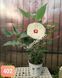 Hibiscus de Gradina Floare Uriasa Alb-Galben Cremos